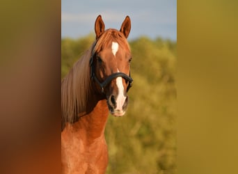 American Quarter Horse, Gelding, 9 years, 14,2 hh, Chestnut-Red