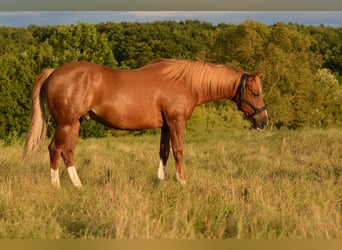 American Quarter Horse, Gelding, 9 years, 14,2 hh, Chestnut-Red