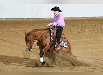 American Quarter Horse, Gelding, 9 years, 14,2 hh, Chestnut-Red