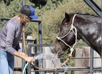 American Quarter Horse, Gelding, 9 years, 14,2 hh, Chestnut