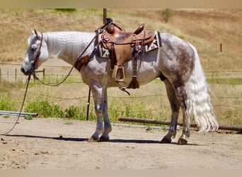 American Quarter Horse, Gelding, 9 years, 14.2 hh, Grey