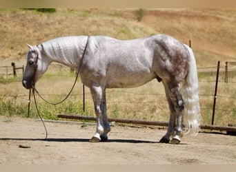 American Quarter Horse, Gelding, 9 years, 14.2 hh, Grey