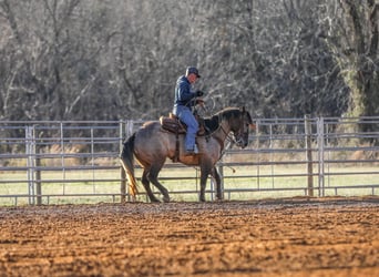 American Quarter Horse, Gelding, 9 years, 14.2 hh, Grullo