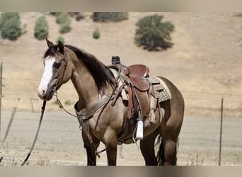 American Quarter Horse, Gelding, 9 years, 14.2 hh, Grullo