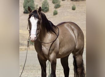 American Quarter Horse, Gelding, 9 years, 14.2 hh, Grullo