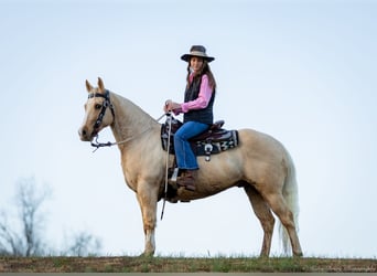 American Quarter Horse, Gelding, 9 years, 14,2 hh, Palomino