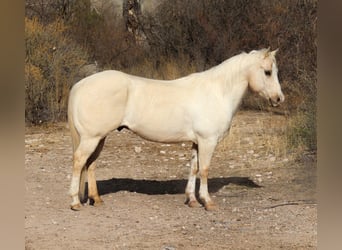 American Quarter Horse, Gelding, 9 years, 14,2 hh, Palomino