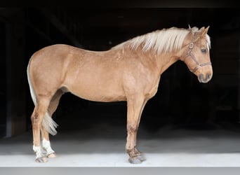 American Quarter Horse, Gelding, 9 years, 14.2 hh, Palomino