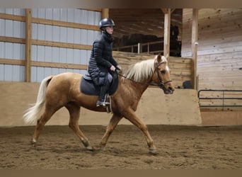 American Quarter Horse, Gelding, 9 years, 14.2 hh, Palomino