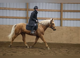 American Quarter Horse, Gelding, 9 years, 14.2 hh, Palomino