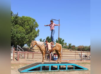 American Quarter Horse, Gelding, 9 years, 14.2 hh, Palomino