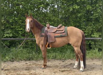 American Quarter Horse, Gelding, 9 years, 14.2 hh, Red Dun American Quarter Horse, Gelding, 9 years, 14.2 hh, Red Dun