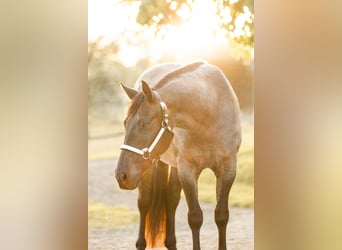 American Quarter Horse, Gelding, 9 years, 14,2 hh, Roan-Blue