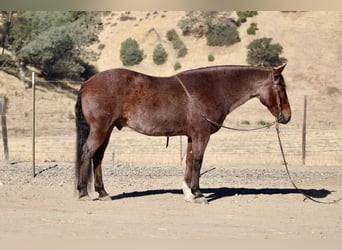 American Quarter Horse, Wallach, 9 Jahre, 14,2 hh, Roan-Red