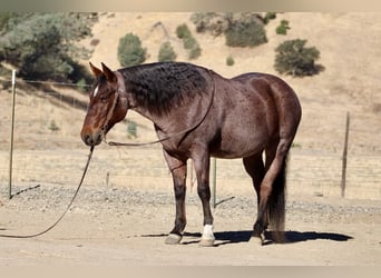 American Quarter Horse, Wallach, 9 Jahre, 14,2 hh, Roan-Red