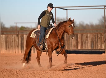 American Quarter Horse, Gelding, 9 years, 14.2 hh, Sorrel