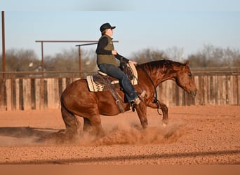 American Quarter Horse, Gelding, 9 years, 14.2 hh, Sorrel
