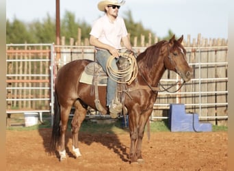 American Quarter Horse, Gelding, 9 years, 14.2 hh, Sorrel