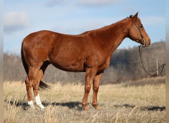 American Quarter Horse, Gelding, 9 years, 14.2 hh, Sorrel