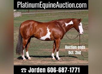 American Quarter Horse, Gelding, 9 years, 14.2 hh, Sorrel