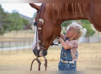 American Quarter Horse, Gelding, 9 years, 14.2 hh, Sorrel