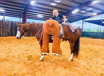 American Quarter Horse, Gelding, 9 years, 14.2 hh, Sorrel