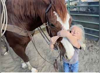 American Quarter Horse, Gelding, 9 years, 14.2 hh, Sorrel