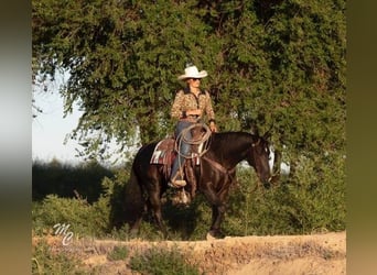 American Quarter Horse, Gelding, 9 years, 14.3 hh, Black
