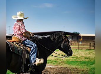 American Quarter Horse, Gelding, 9 years, 14,3 hh, Black