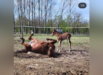 American Quarter Horse, Gelding, 9 years, 14,3 hh, Brown