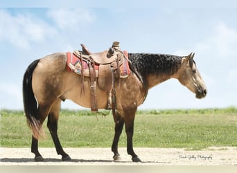 American Quarter Horse, Gelding, 9 years, 14.3 hh, Buckskin
