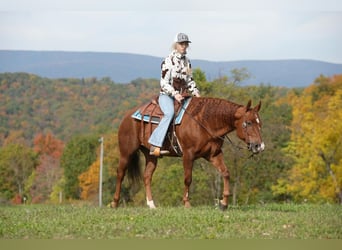 American Quarter Horse, Gelding, 9 years, 14.3 hh, Chestnut