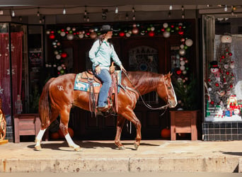 American Quarter Horse, Gelding, 9 years, 14,3 hh, Chestnut