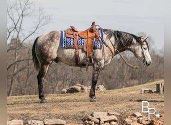 Joe – Big Stout Dappled Grey Horse For Sale