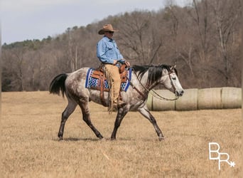American Quarter Horse, Gelding, 9 years, 14.3 hh, Gray-Dapple