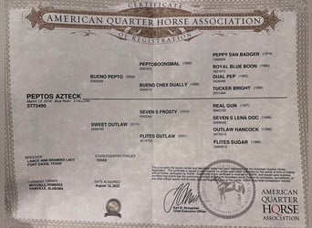 American Quarter Horse, Gelding, 9 years, 14.3 hh, Gray-Dapple