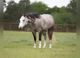 American Quarter Horse, Gelding, 9 years, 14.3 hh, Gray-Dapple