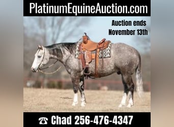 American Quarter Horse, Gelding, 9 years, 14.3 hh, Gray-Dapple