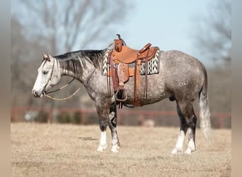 American Quarter Horse, Gelding, 9 years, 14.3 hh, Gray-Dapple