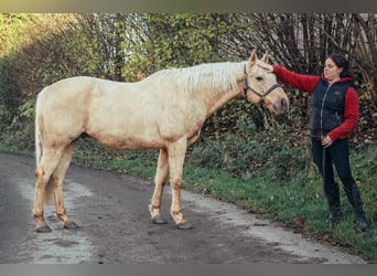 American Quarter Horse, Gelding, 9 years, 14,3 hh, Palomino