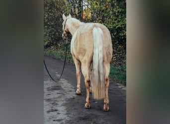 American Quarter Horse, Gelding, 9 years, 14,3 hh, Palomino