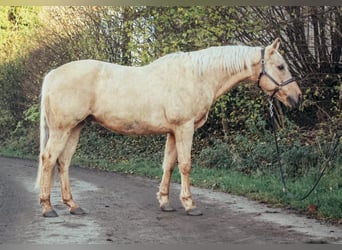 American Quarter Horse, Gelding, 9 years, 14,3 hh, Palomino