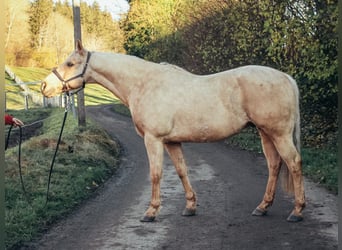 American Quarter Horse, Gelding, 9 years, 14,3 hh, Palomino