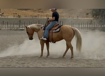 American Quarter Horse, Gelding, 9 years, 14.3 hh, Palomino