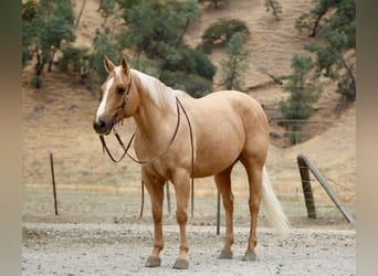 American Quarter Horse, Gelding, 9 years, 14.3 hh, Palomino