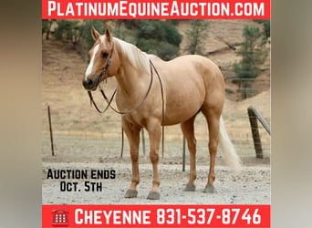 American Quarter Horse, Gelding, 9 years, 14.3 hh, Palomino