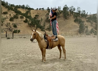 American Quarter Horse, Gelding, 9 years, 14.3 hh, Palomino