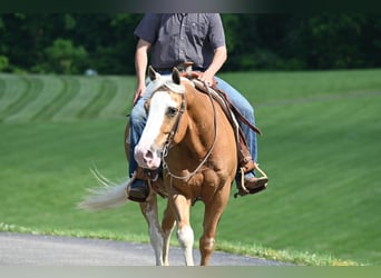 American Quarter Horse, Gelding, 9 years, 14.3 hh, Palomino