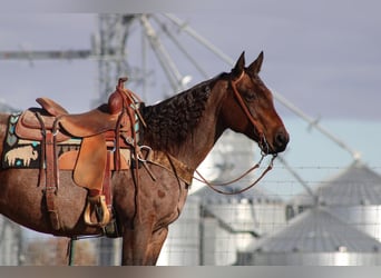 American Quarter Horse, Gelding, 9 years, 14.3 hh, Roan-Bay