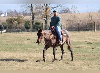 American Quarter Horse, Gelding, 9 years, 14.3 hh, Roan-Bay